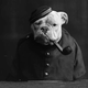 Illustration for article titled Vintage Photos Reveal Century-Long Obession with Dressing Up Pets